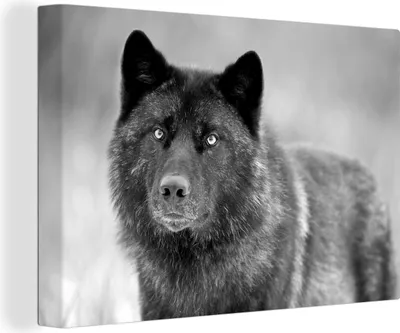 Produktbild von OneMillionCanvasses® - Leinwandbilder - 140x90 cm, Wolf - Nahaufnahme - Schwarz - Weiß, Wandbilder Kunstdruck Wanddekoration