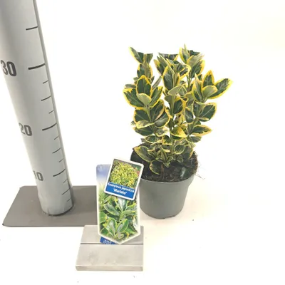 Obrázek produktu pro Euonymus jap. 'Marieke' – zimolez japonský | 15–20 cm v květináči