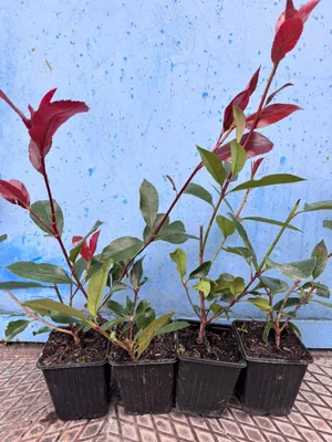 Produktbild von RED ROBIN Photinia x fraseri 30-50cm Topf Heckenpflanzen 1Stk