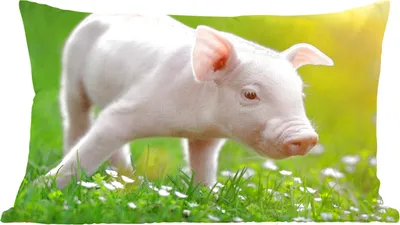 Produktbild von MuchoWow® Zierkissen Sofakissen Wohnzimmer Dekokissen 60x40 cm Tiere - Ferkel - Schwein - Kopfkissen - Polster mit Foto