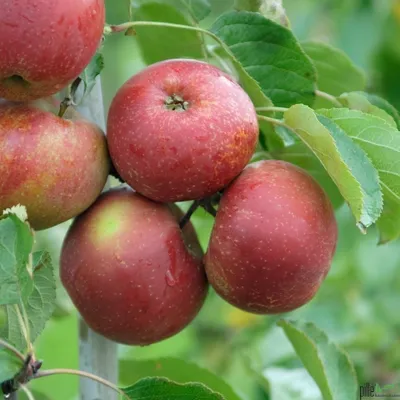 Produktbild von Terrassenobst Apfel Kleinobst Balkon Terrasse Apfelbaum Obstbaum viele Sorten, Terrassenobst:Apfel Roter Boskoop
