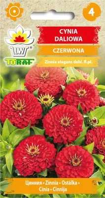 Produktbild von Rote Dahlie Zinnie 1g