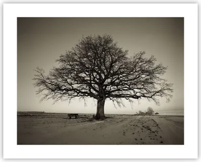 Produktbild von Poster - Poster ohne Rahmen - Baum Schnee Sepia - 50x40 cm - Wand Bild - Wanddeko - Wandbilder - Kunstposter - Wandposter - Bilder - Kunstdruck - Wanddekoration - Wandbild - P2XAA50x40-4161