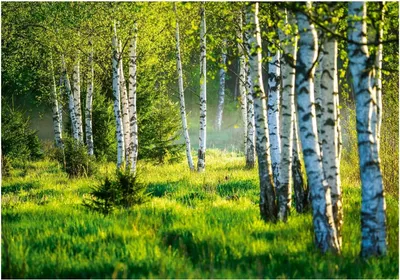 Produktbild von Fototapete Wald Natur Grün - 350x250 cm - inklusive kleister - Vlies Tapete Vliestapete Wohnzimmer Schlafzimmer Küche Modern Wandtapete