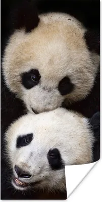 Produktbild von MuchoWow® Poster Panda - Tierfreunde - Schwarz 80x160 cm - Kinderzimmer