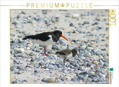 Produktbild von CALVENDO Puzzle Austernfischer mit Küken | 1000 Teile Lege-Größe 64x48cm Foto-Puzzle für glückliche Stunden