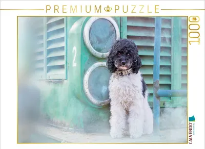 Produktbild von CALVENDO Puzzle Lotta - Harlekinzwergpudel | 1000 Teile Lege-Größe 64x48cm Foto-Puzzle für glückliche Stunden