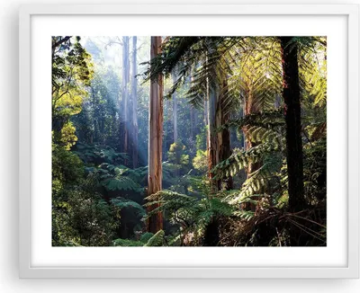 Produktbild von Gerahmtes Poster - Weißer Rahmen - Morgendämmerung Bäume Wald - 50x40 cm - Wand Bild - Wanddeko - Wandbilder - Kunstposter - Wandposter - Bilderrahmen - Bilder - Kunstdruck - P2WAA50x40-4403