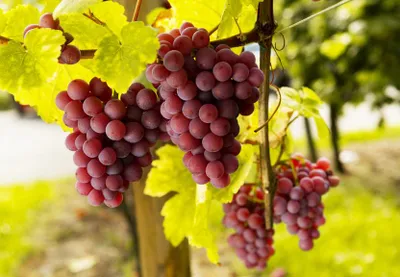 Produktbild von Suffolk Red Weintraube Weinrebe kernlos 60-100 cm rosa süße Früchte pilzfest