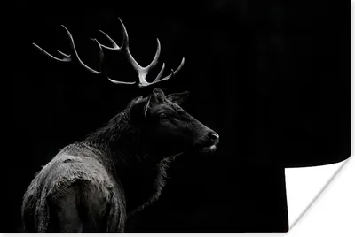 Produktbild von MuchoWow® Poster Hirsch - Schwarz - Porträt - Geweih - Tiere 120x80 cm - Bilder