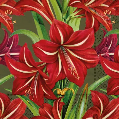 Image de Papírový ubrousek Fleurs de Noël rouges Amaryllis