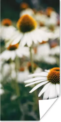 Produktbild von MuchoWow® Poster Blumen - Herbst - Botanisch 20x40 cm - Plakat - Foto