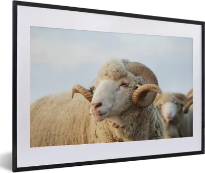 Produktbild von MuchoWow® Gerahmtes Poster Schafe - Widder - Hörner 60x40 cm - Poster mit Schwarzem Bilderrahmen Wandposter Rahmen Foto Bilder - Schlafzimmer - Plakat in Rahmen - Drucken