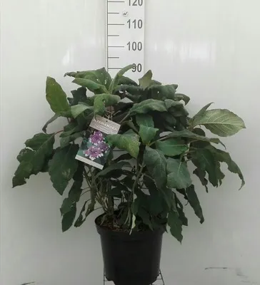 Produktbild von Hydrangea aspera 'Macrophylla' - Hortensien  60- 80 cm Container