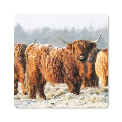Produktbild von MuchoWow® Mauspad Mousepad Schottische Highlander - Schnee - Wald 20x20 cm - Mousepads - Maus Mat - Pad - Mausunterlage - Desk Mat - Bureauartikeln