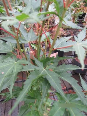 Produktbild von Japanischer Fächerahorn Arakawa - Ahorn palmatum 60-80