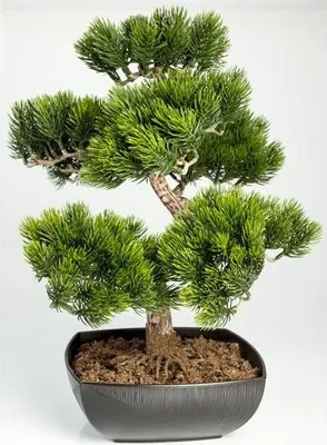 Produktbild von artplants.de Künstliche Bonsai Pinie in Schale, 210 Spitzen, 50cm, Outdoor - hochwertiger Kunstbonsai Kunststoff Bonsai