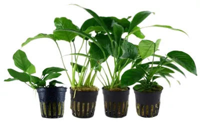 Produktbild von Anubias Set mit 4 Pflanzen Aquariumpflanzen Wasserpflanzen AquaOne Set Nr.134