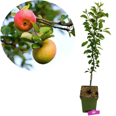 Produktbild von Malus domestica ‘James Grieve’, Apfelbaum, Höhe 100cm, 5-Liter-Topf