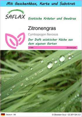 Produktbild von SAFLAX - Geschenk Set - Kräuter - Zitronengras - 50 Samen - Mit Geschenk- / Versandbox, Versandaufkleber, Geschenkkarte und Anzuchtsubstrat - Cymbopogon flexosus