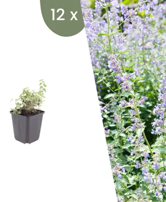 Produktbild von Plants by Frank | 12 Katzenminze Pflanzen | Nepeta x Faassenii | Stauden | Winterhart | Mehrjährig | Gartenpflanzen
