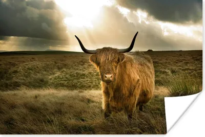 Produktbild von MuchoWow® Poster Schottischer Hochländer - Sonne - Gras 60x40 cm - Schlafzimmerdekoration