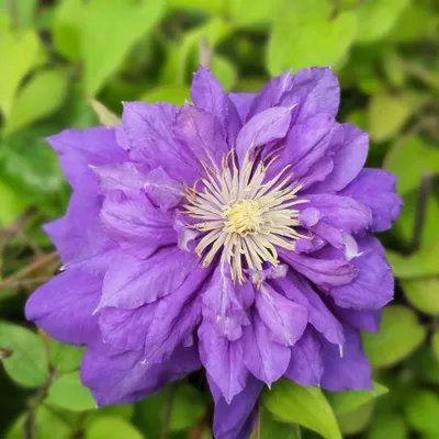 Obrázek produktu pro Clematis Mazury 2L
