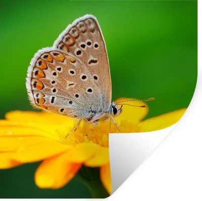 Produktbild von MuchoWow® Wandtattoo Wandsticker Wandaufkleber Blumen - Schmetterling - Natur 30x30 cm Selbstklebend und Repositionierbar - Repositionierbar - Wasser abweisend