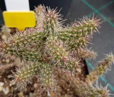 Image de Cylindropuntia imbricata