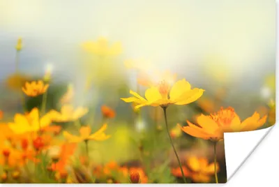 Produktbild von MuchoWow® Poster Blumen - Landschaft - Gelb 180x120 cm - Fotoplakat