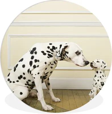 Produktbild von MuchoWow® Rundes Wandbild - Runde Bilder Dalmatiner - Welpe - Hund Ø 60 cm Kreis Wanddekoration Kunststoff - Wandkreis - Wandschmuck - Wand Kreis - Das Schlafzimmer - Die Bilder - Wandmalerei - Kunst für das Haus - das Plastik