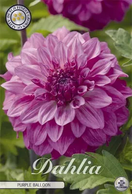 Artikelbild 2 von 'Dahlie Purple Balloon (1 Stück)' aus der Kategorie Dahlienzwiebeln