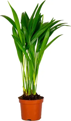 Produktbild von Bloomique - Dypsis Lutescens - Goldfruchtpalme - Areca Palme - Zimmerpflanzen - Pflegeleicht - Haustierfreundlich - Höhe 25-30 cm - Topf 10,5 cm