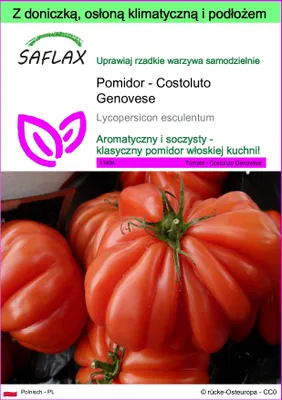 Zdjęcie produktu dla SAFLAX - Garden to go - Pomidor - Costoluto Genovese - 10 Nasiona - Z doniczką, pokrywą klimatyczną i podłożem do uprawy - Lycopersicon esculentum