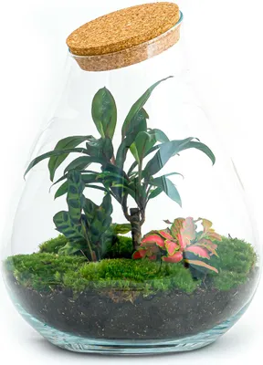 Produktbild von Flaschengarten - Drop XL Palme - Ökosystem mit Pflanzen im Glas - ↑ 37 cm