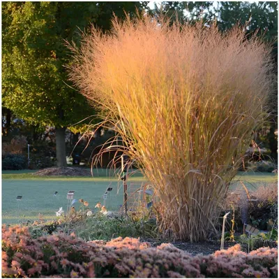 Produktbild von Stauden Gänge 10 x Panicum virgatum 'Thundercloud' im 1 Liter Topf - Riesen Rutenhirse - Mächtige Eleganz - SPEKTAKULÄRE NEUE SORTE