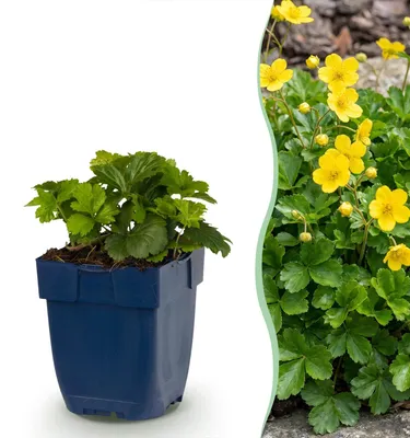 Produktbild von Green boutiQ - Stauden - Waldsteinia ternata - Erdbeerkraut - Bodendecker - Gelb - 1 Pflanzen - Topf 11cm - Höhe 15-25cm