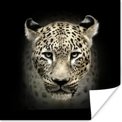 Produktbild von MuchoWow® Poster Leopard - Schwarz - Tiere 100x100 cm - Babyzimmer