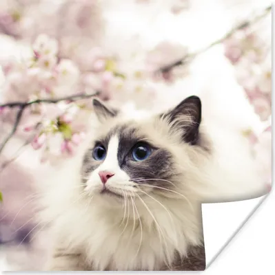 Produktbild von MuchoWow® Poster Sakura - Katze - Farben 100x100 cm - Babyzimmer