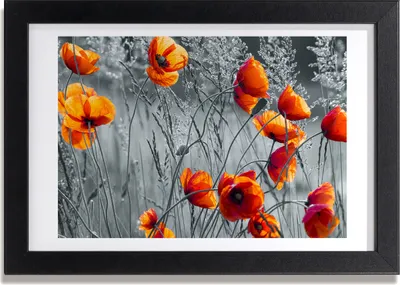 Produktbild von Bild 30x20 MDF-Rahmen, Wandkunst Wildblumen Mohn