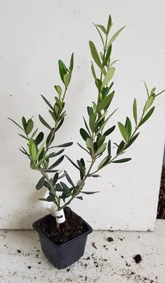 Image de Olea europaea 'Lucques' / Olivier Lucquoise