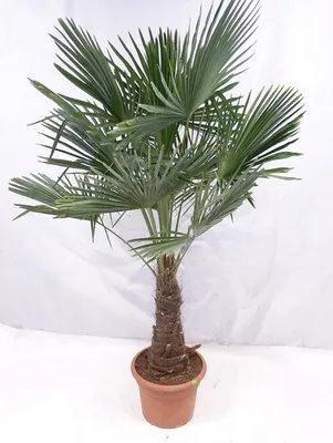 Produktbild von Winterharte Hanfpalme circa 150-170 cm - Trachycarpus fortunei Chinesische Hanfpalme