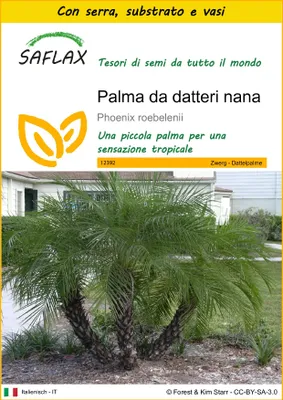 Immagine prodotto di SAFLAX Insieme di coltivazione - Palma da datteri nana - 25 semi - Phoenix