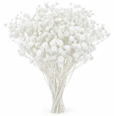Trockenblumen weiß, 50 Stück, natürliche getrocknete Blumen für DIY