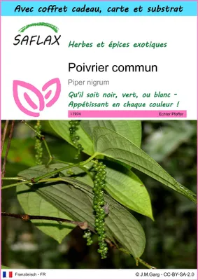 Image de SAFLAX Ensemble-cadeau - Poivrier commun - 20 graines - Piper
