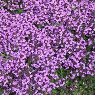 Produktbild von 6 x tymián Coccineus - Thymus praecox 'Coccineus' - květináč 9 cm x 9 cm