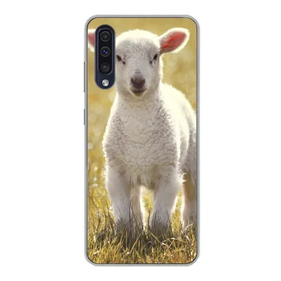 Produktbild von MuchoWow® Handyhülle Schutzhülle Hülle für Samsung Galaxy A30s Lamm - Gras - Sonne Silikon Softcase Handy Hülle - Karteninhaber