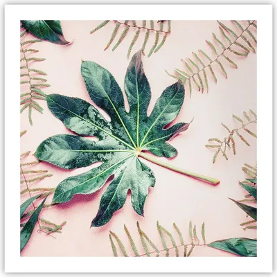 Produktbild von Poster - Poster ohne Rahmen - Blatt Tropisch Palme - 60x60 cm - Wand Bild - Wanddeko - Wandbilder - Kunstposter - Wandposter - Bilder - Kunstdruck - Wanddekoration - Wandbild - P2XAC60x60-4314