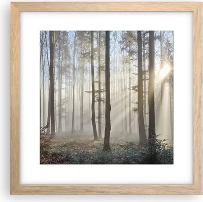 Produktbild von Gerahmtes Poster - Rahmen in heller Eiche - Wald Baum Natur - 30x30 cm - Wand Bild - Wanddeko - Wandbilder - Kunstposter - Wandposter - Bilderrahmen - Bilder - Kunstdruck - Wandbild - P2NAC30x30-3749