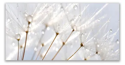 Produktbild von Glasbilder 120x60 Wandbild Druck auf Glas Pusteblume Pflanzen